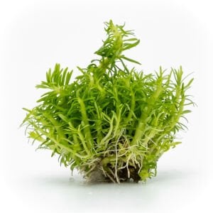 Pogostemon erectus EXVITRO