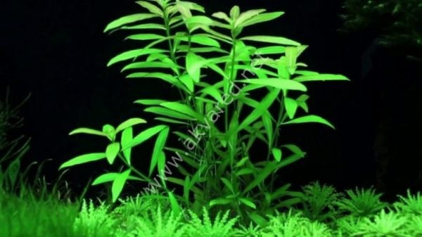 Hygrophila polysperma ceylon SAKSI