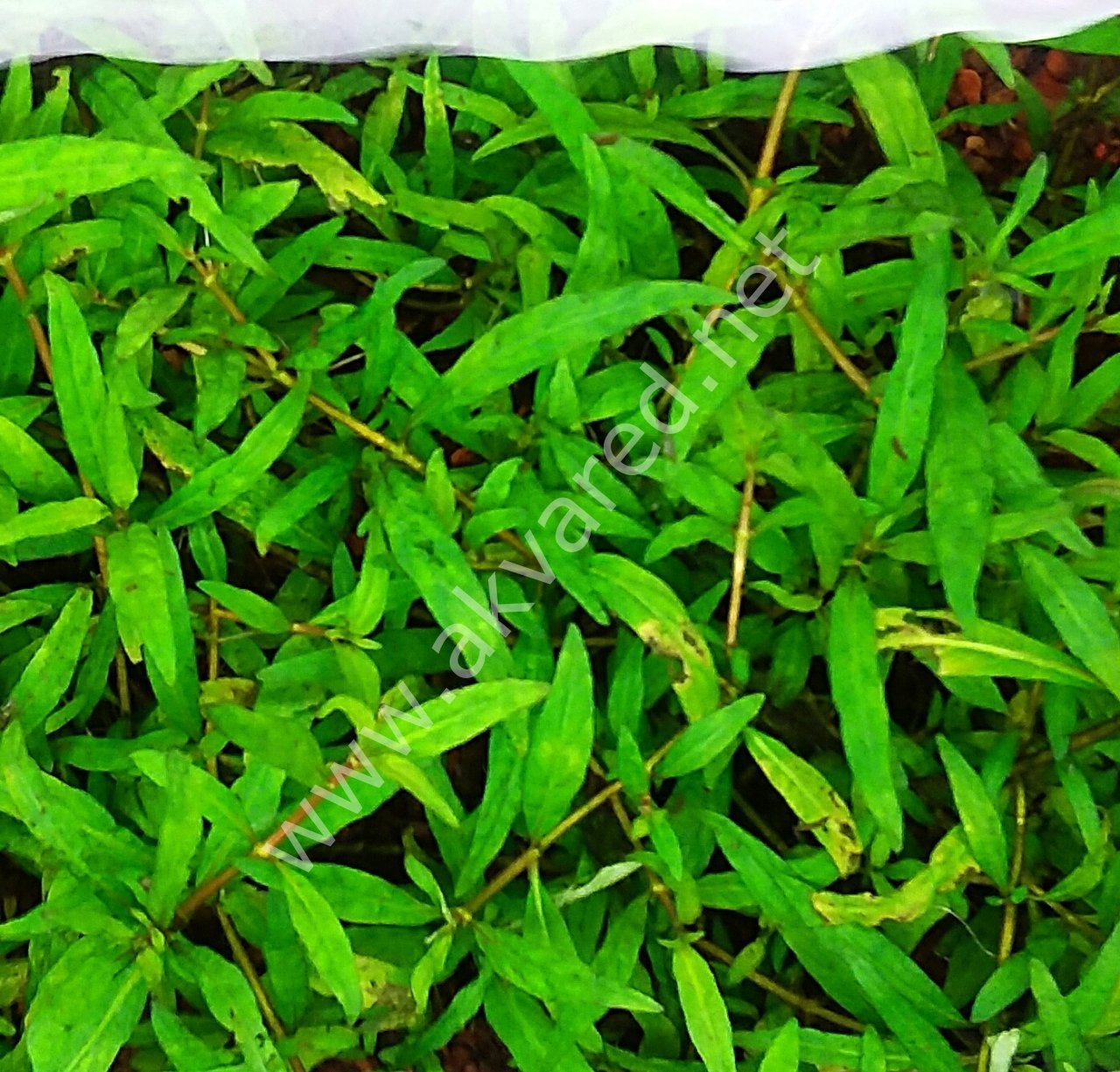 Staurogyne sao paulo İTHAL BUKET