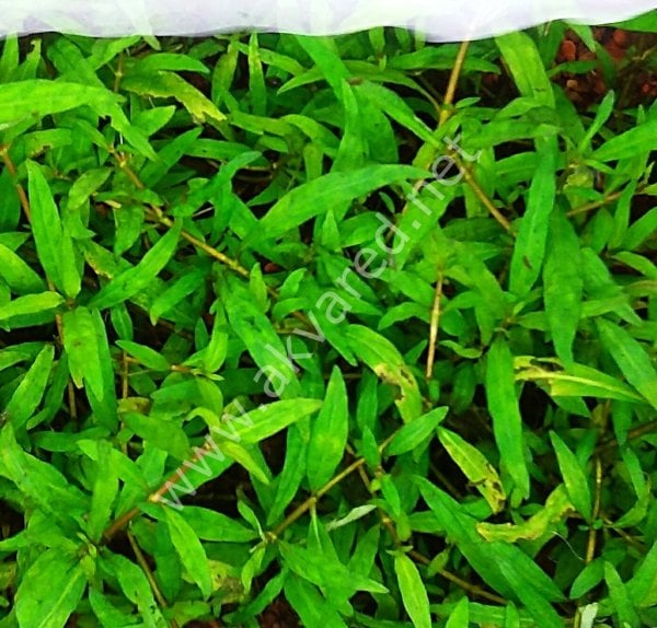 Staurogyne sao paulo İTHAL BUKET