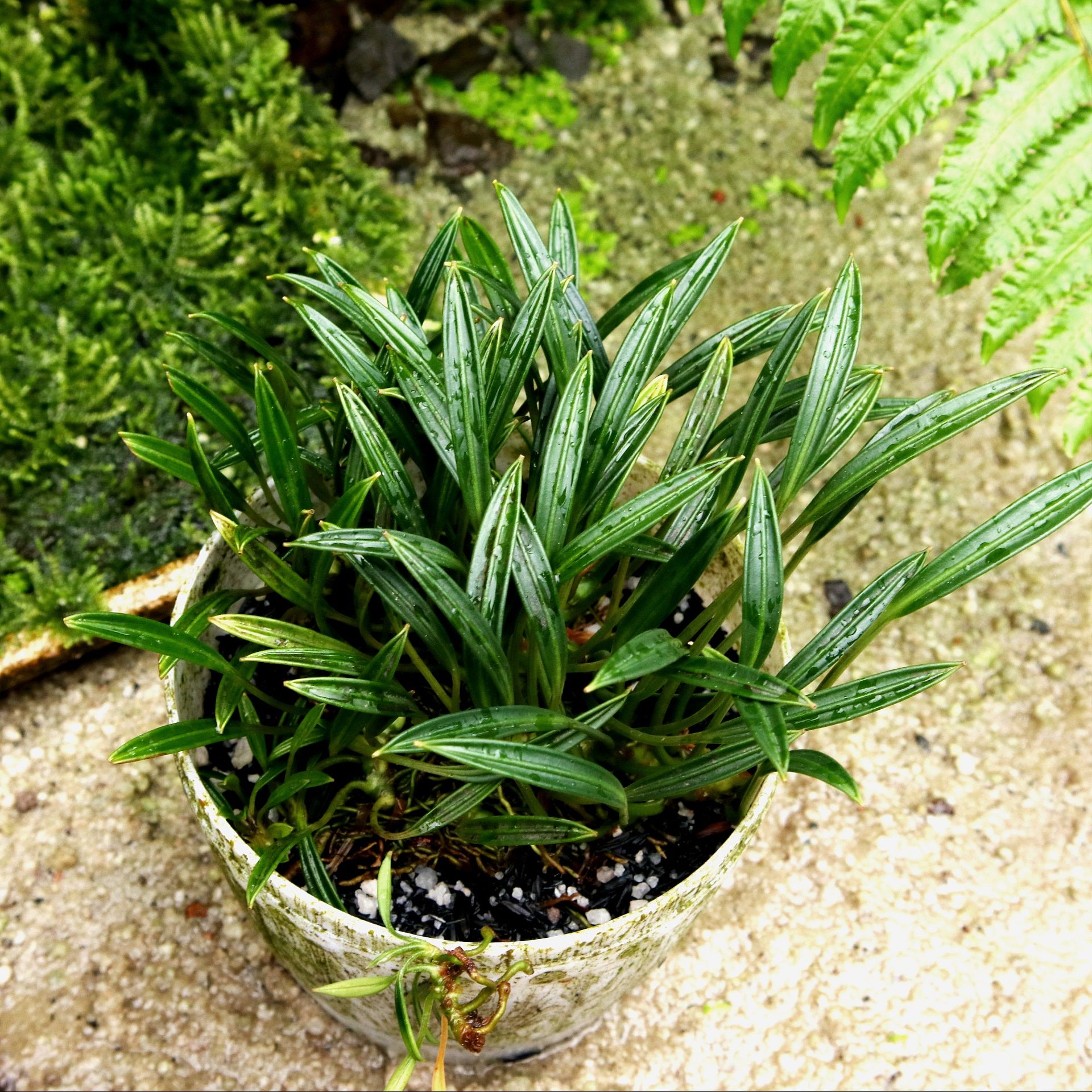 Aridarum caulescens M.Hotta (Aridarum round leaf) ÖN SİPARİŞ