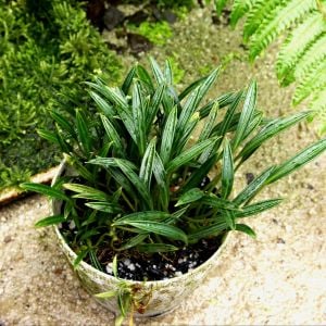 Aridarum caulescens M.Hotta (Aridarum round leaf) ÖN SİPARİŞ