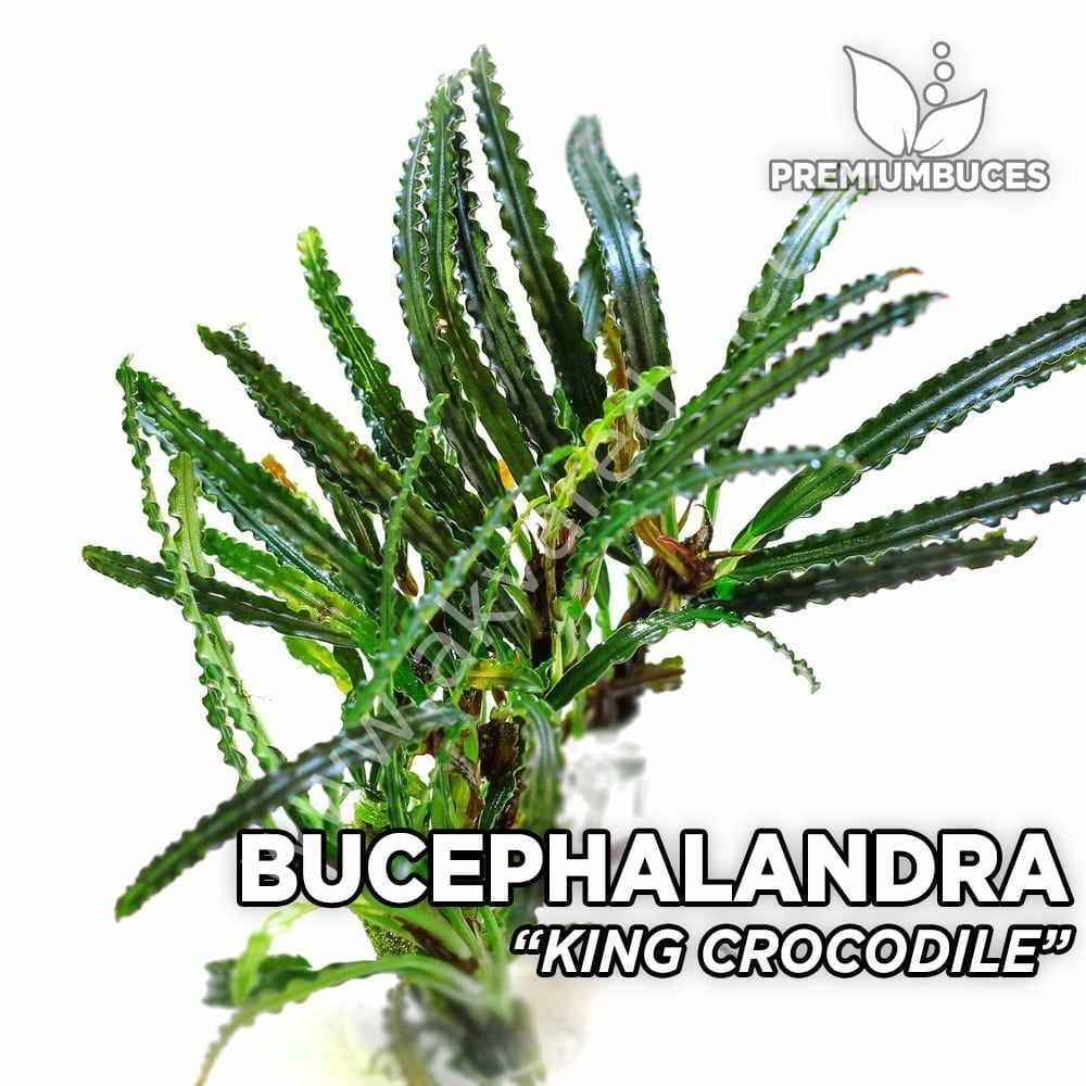 Bucephalandra king crocodile 20x30cm PORSIYON ÖN SİPARİŞ
