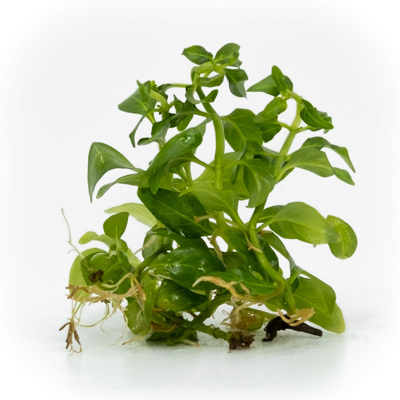 Staurogyne sao paulo EXVITRO