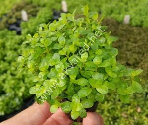 Rotala ceylon EXVITRO