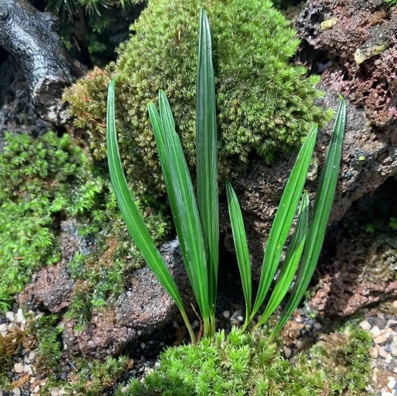 Aridarum montanum Ridl. (Aridarum Long leaf) ÖN SİPARİŞ