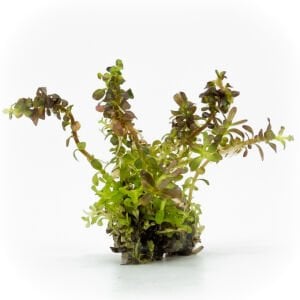 Rotala colorata EXVITRO
