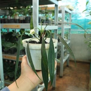 Aridarum Perisai ADET