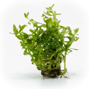 Rotala rotundifolia green EXVITRO