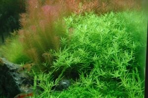 Rotala rotundifolia green EXVITRO