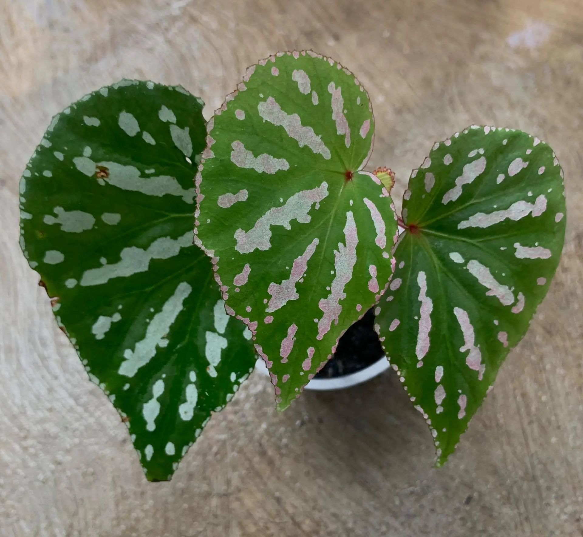 Begonia acidulenta S.Julia & Kiew(ex. Begonia Uning) ÖN SİPARİŞ