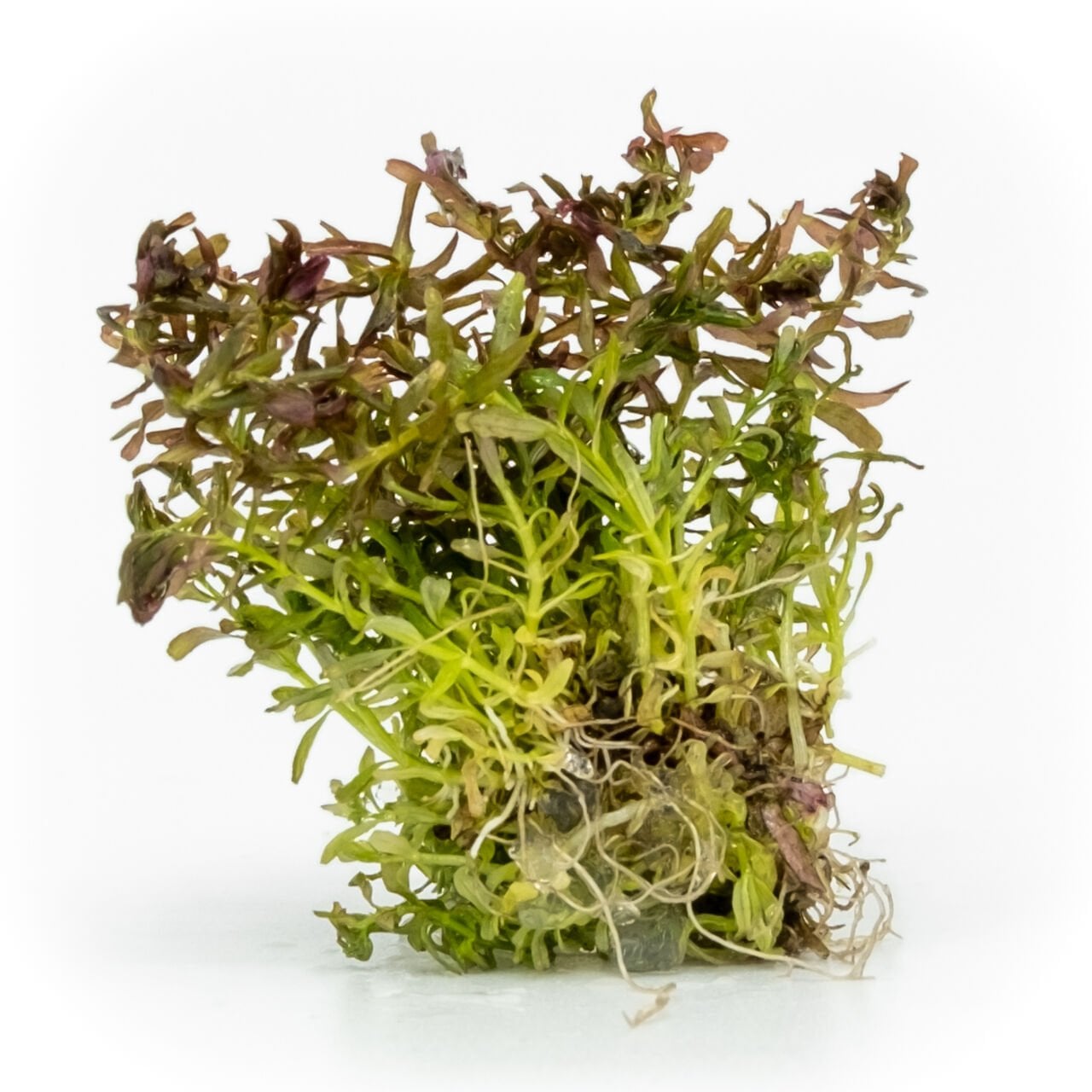 Rotala macrandra mini butterfly EXVITRO
