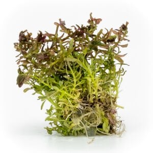 Rotala macrandra mini butterfly EXVITRO