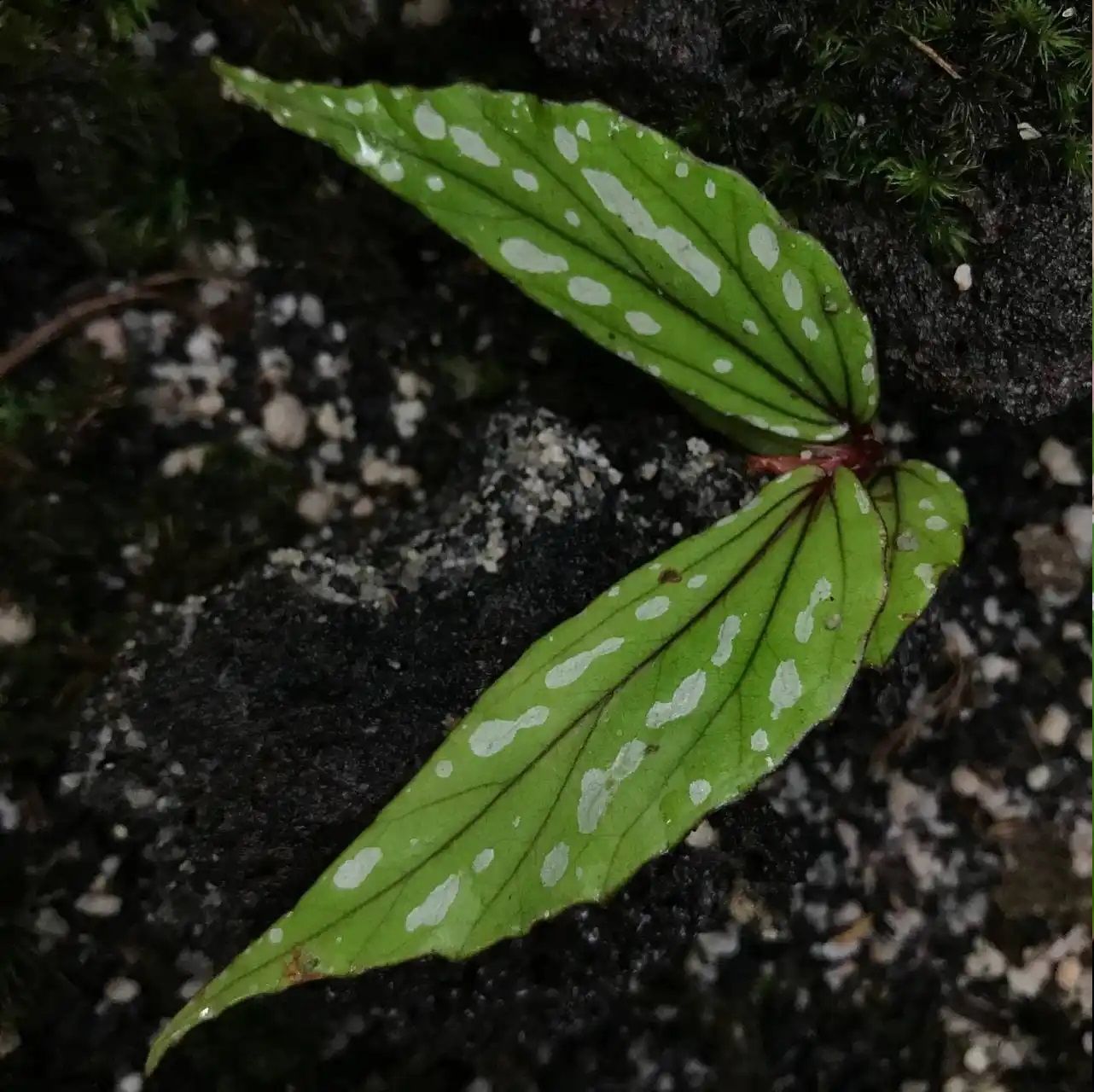 Begonia amidalae C.W.Lin & C.I Peng (ex Begonia White Green) ÖN SİPARİŞ