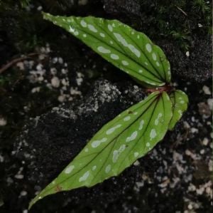 Begonia amidalae C.W.Lin & C.I Peng (ex Begonia White Green) ÖN SİPARİŞ