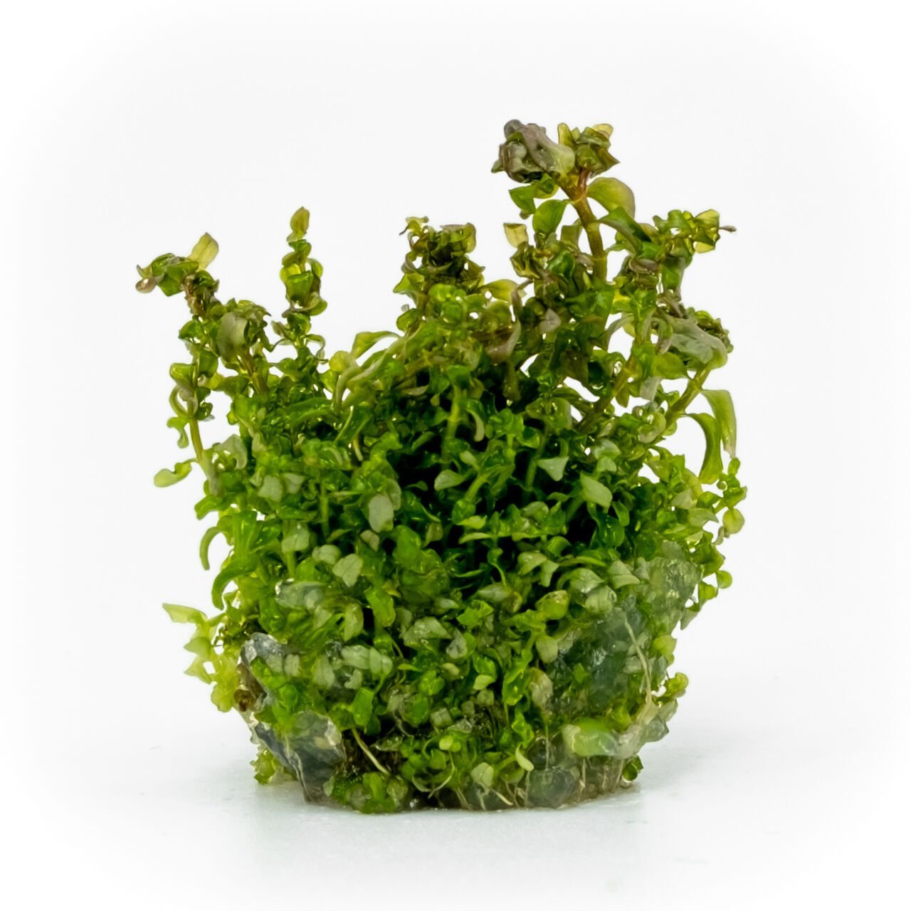 Rotala macrandra pearl EXVITRO