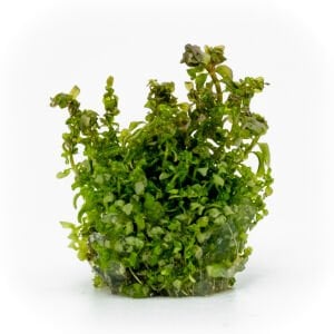Rotala macrandra pearl EXVITRO