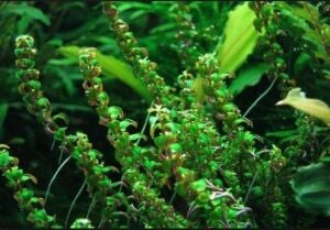 Rotala macrandra pearl EXVITRO