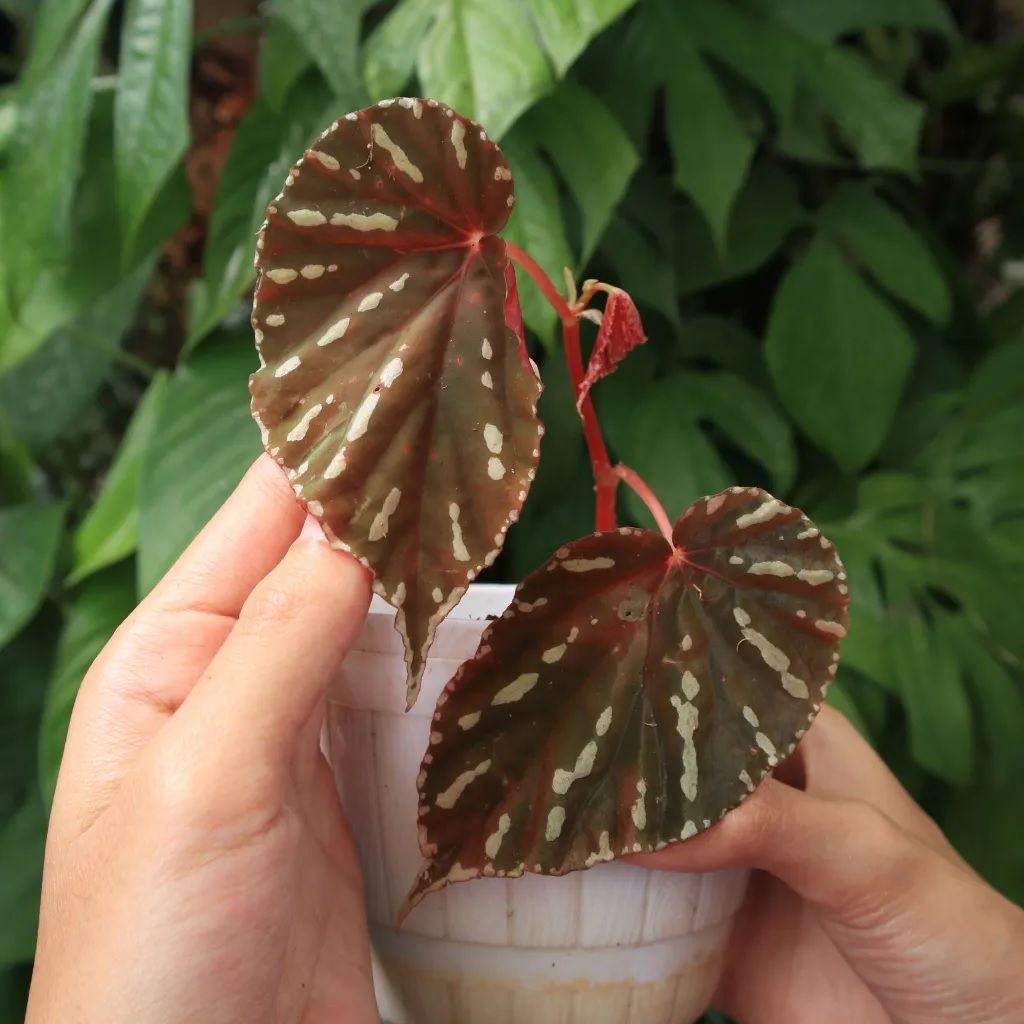 Begonia atrica (Miq.) Miq. Ex. A.DC. (Begonia Sumatera White Line ) ÖN SİPARİŞ