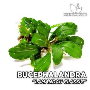 Bucephalandra lamandau classic 20x30cm PPORSIYON ÖN SİPARİŞ