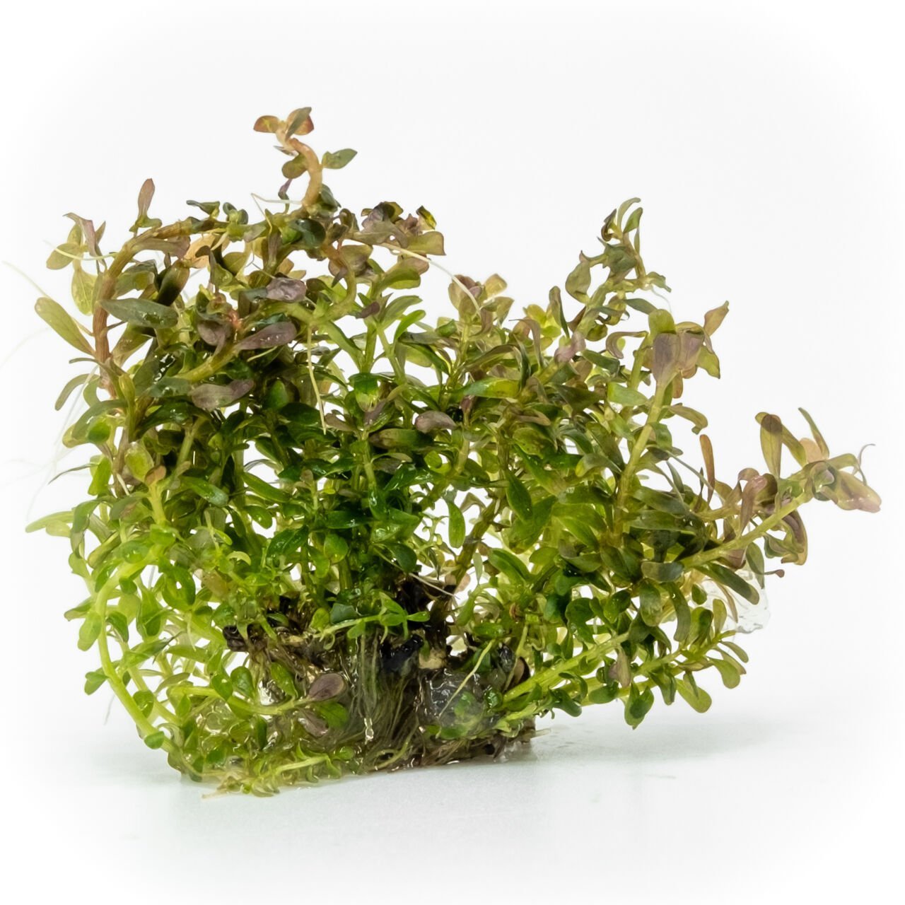 Rotala macrandra narrow leaf EXVITRO