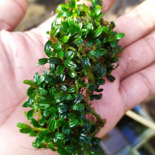 Bucephalandra mini boyan 20x30cm ÖN SİPARİŞ