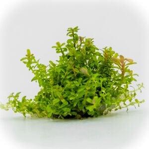Rotala blood red EXVITRO