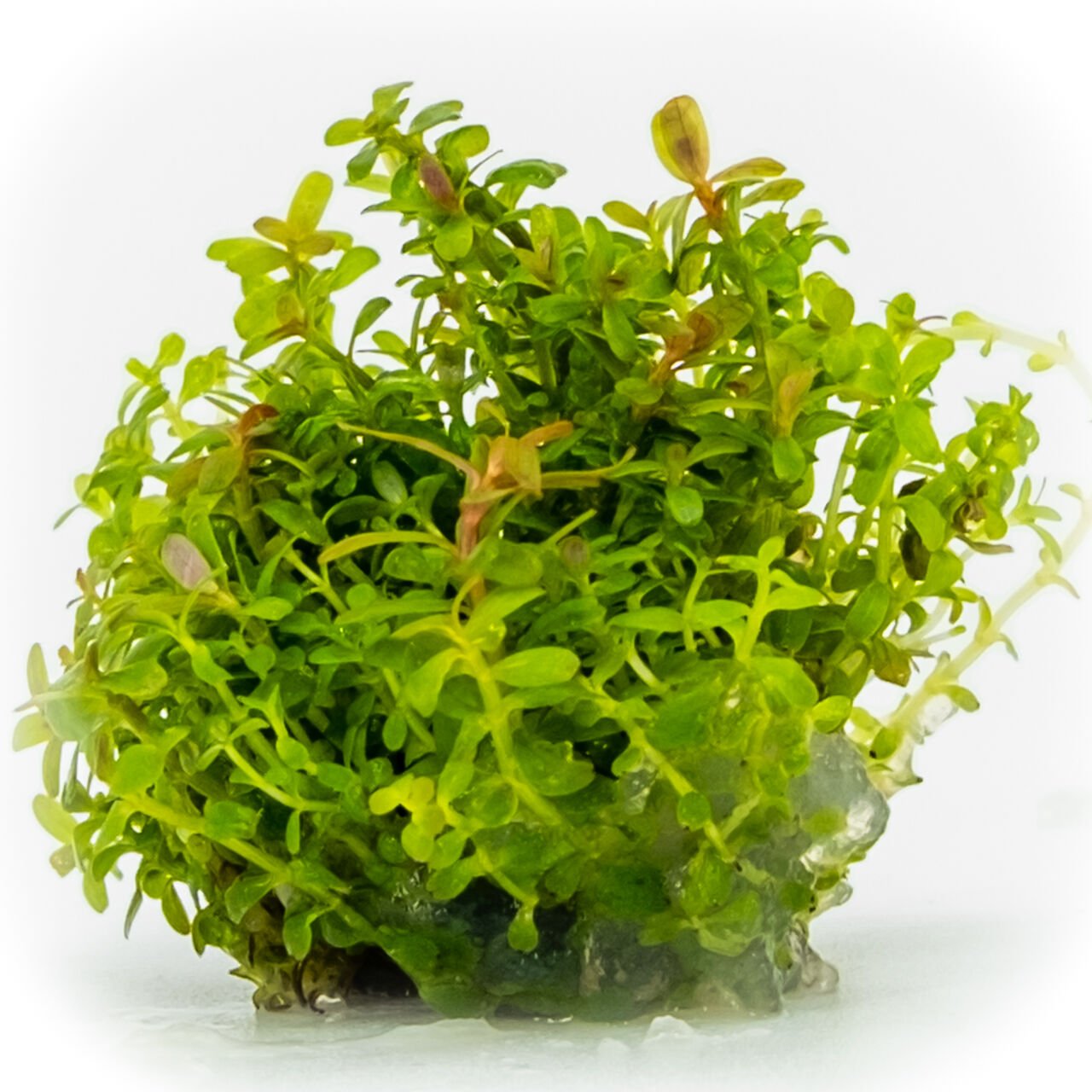 Rotala blood red EXVITRO