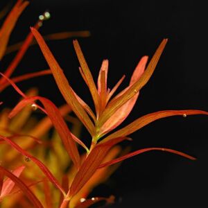 Rotala blood red EXVITRO