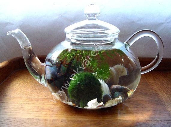 Marimo Moss Ball 2-3 CM ADET