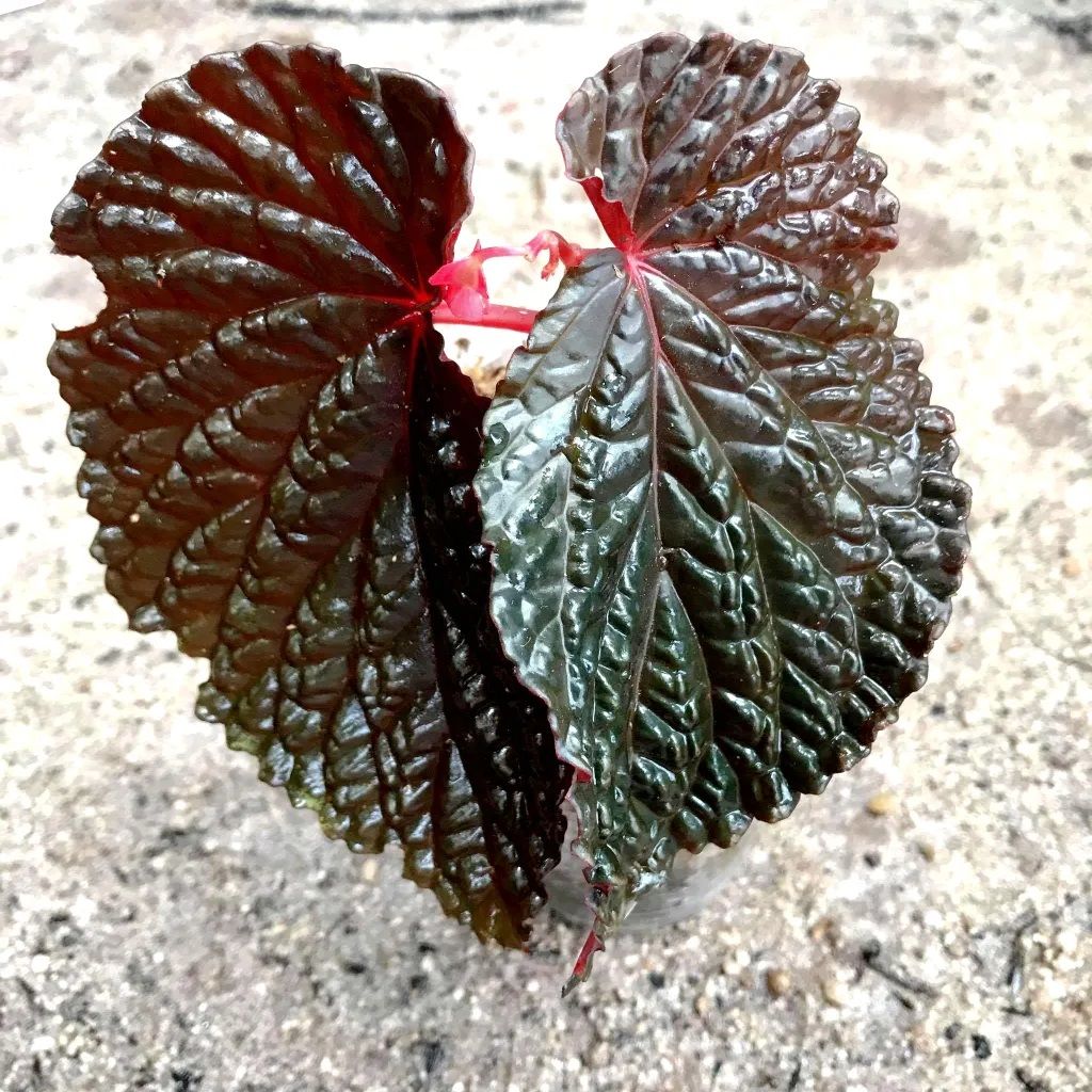 Begonia daun hitam W.G. Wang, C.X.L. Wang, S.Z. Zhang & A. Randi (ex Burning Bush) ÖN SİPARİŞ