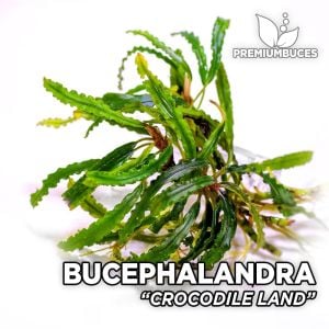 Bucephalandra crocodile ADET