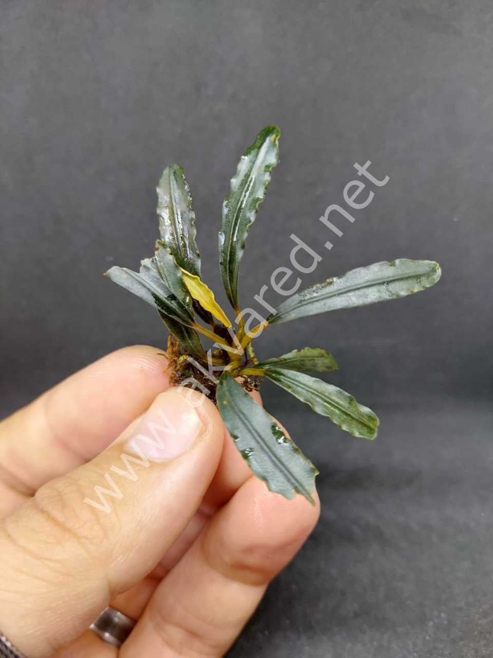 Bucephalandra crocodile ADET