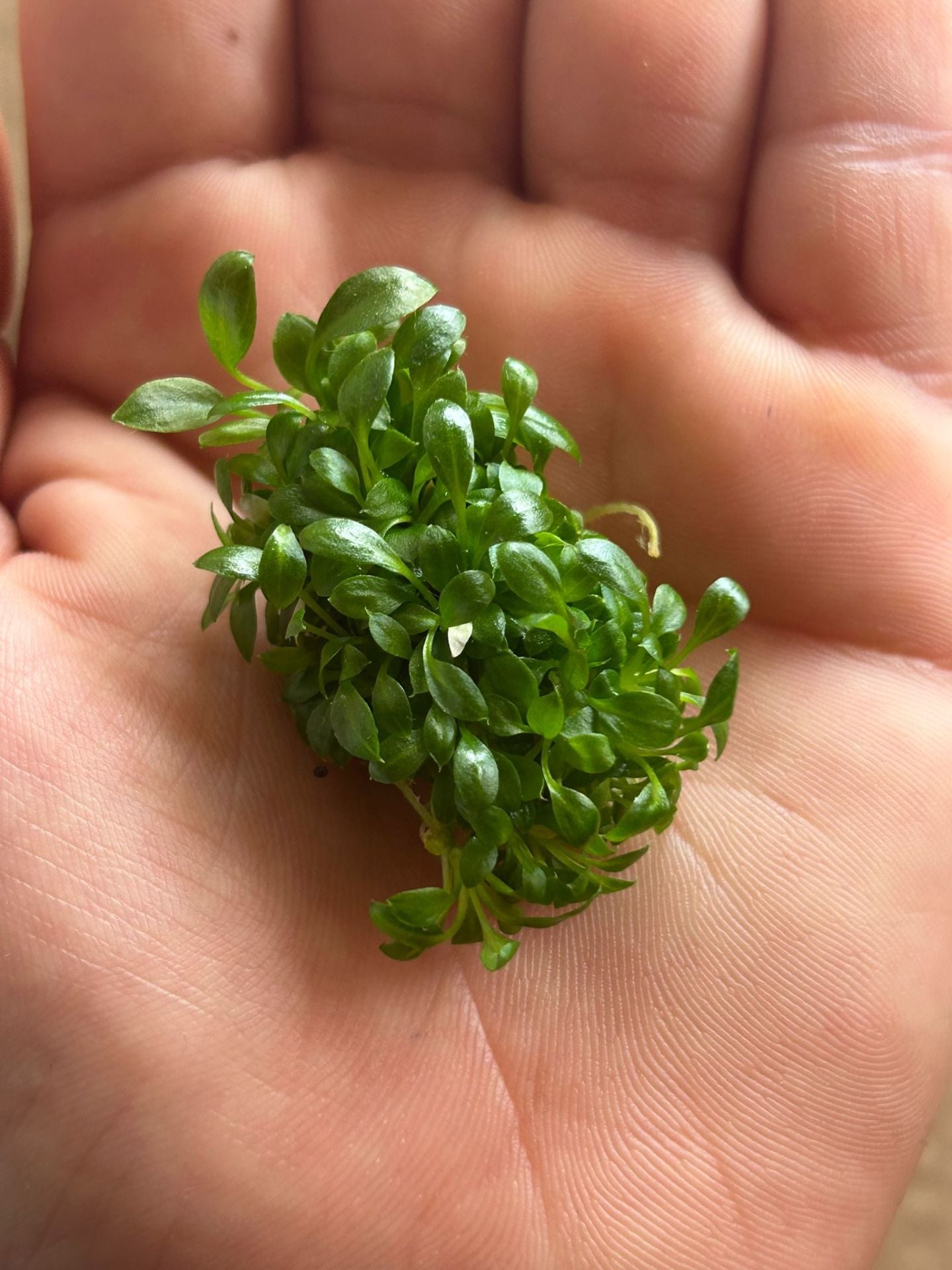 Anubias microgreen ADET - ÖN SİPARİŞ