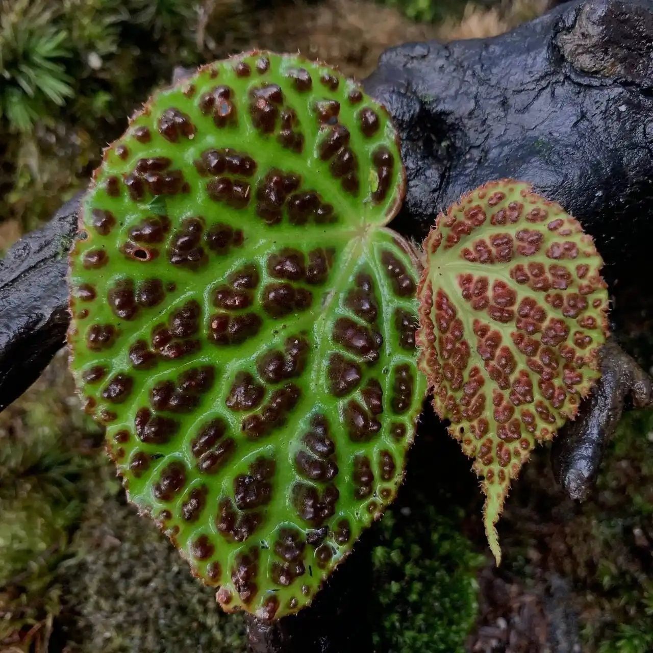 Begonia dracopelta Ardi. ÖN SİPARİŞ