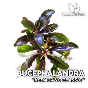 Bucephalandra kedagang ADET
