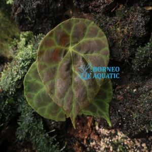 Begonia goegoensis N.E. Br. ÖN SİPARİŞ