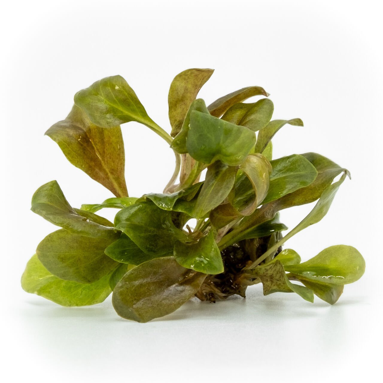 Samolus parviflorus red EXVITRO