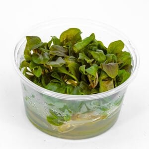 Samolus parviflorus red IN VITRO CUP