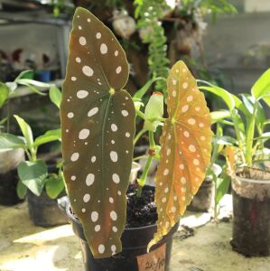 Begonia maculata Raddi. Angel Wings ÖN SİPARİŞ