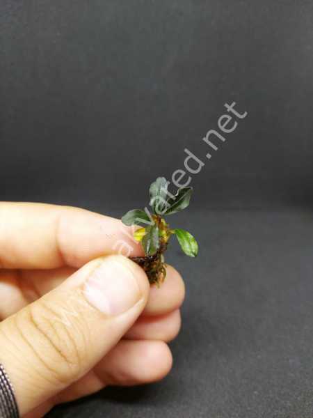 Bucephalandra cherry leaf ADET
