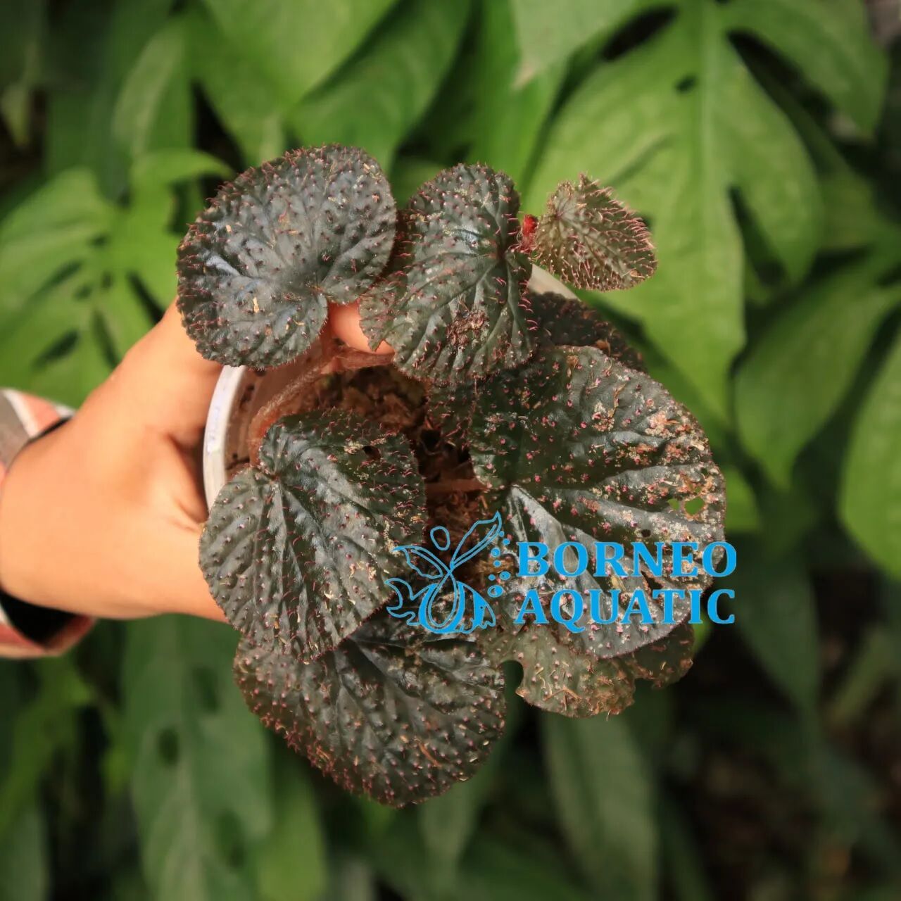 Begonia ocellata Ardi. ÖN SİPARİŞ