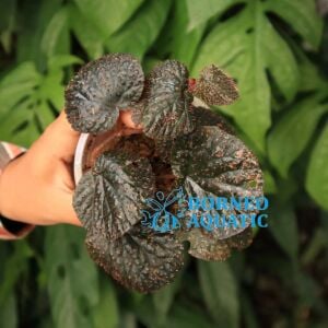 Begonia ocellata Ardi. ÖN SİPARİŞ