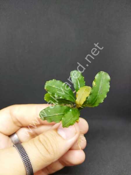 Bucephalandra lamandau classic ADET
