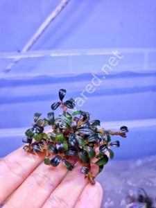 Bucephalandra mini phantom 20X30 CM ÖN SİPARİŞ