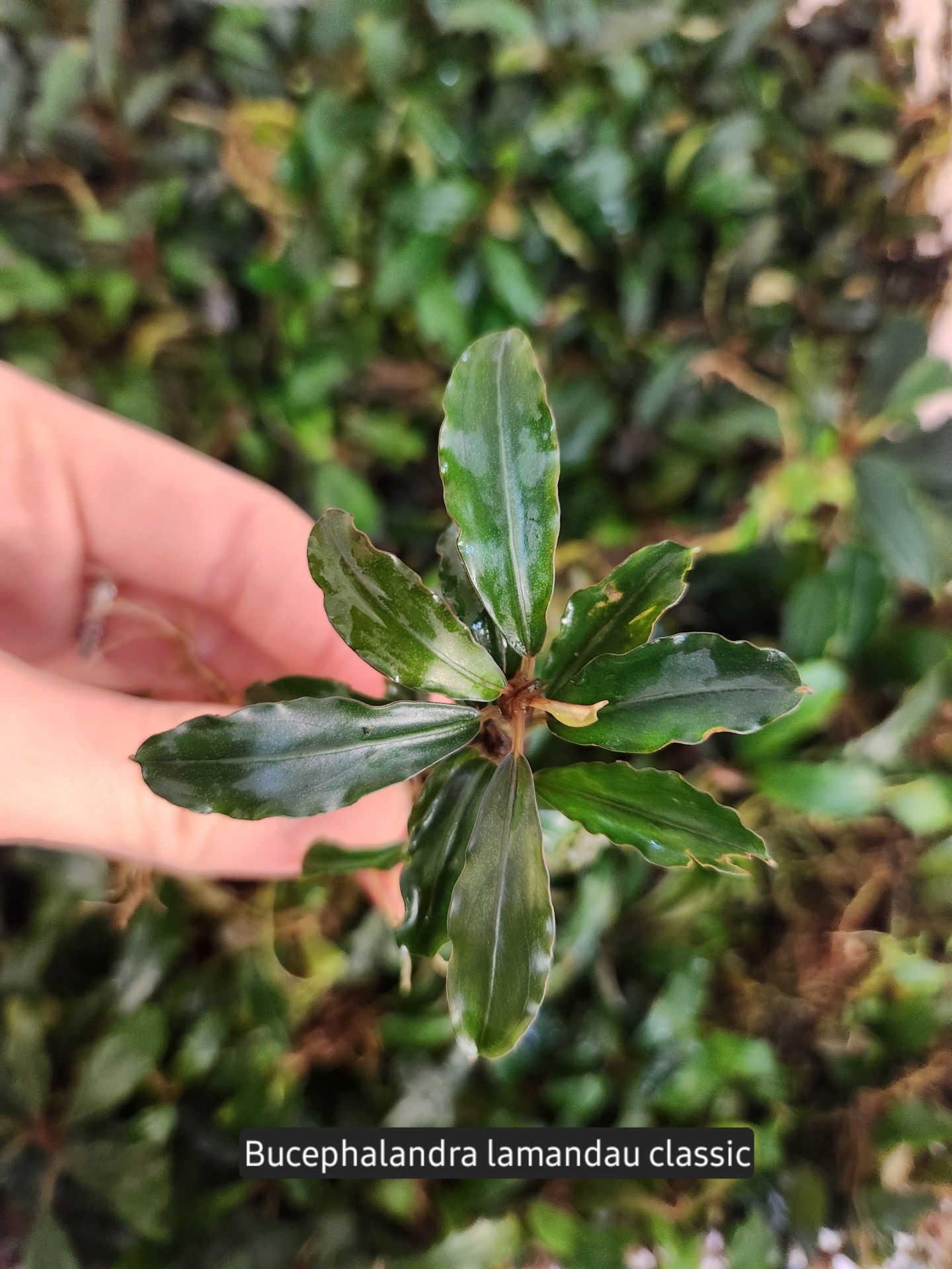 Bucephalandra lamandau classic ADET