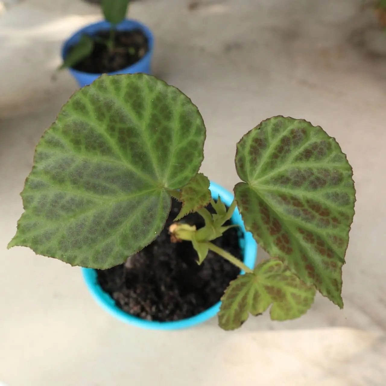 Begonia patar Randi. ÖN SİPARİŞ