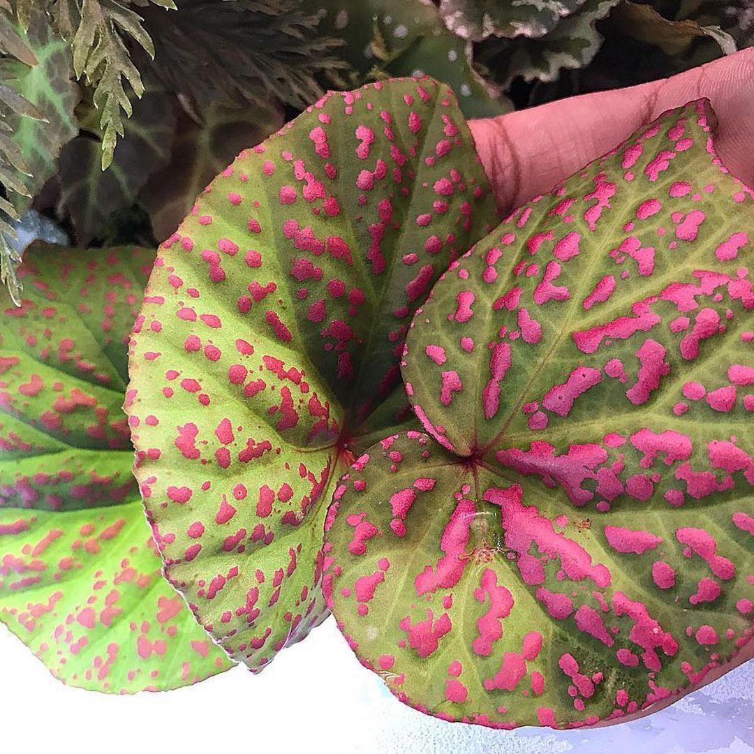 Begonia roseopunctata Kiew. ÖN SİPARİŞ