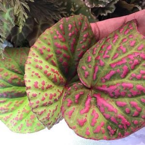 Begonia roseopunctata Kiew. ÖN SİPARİŞ