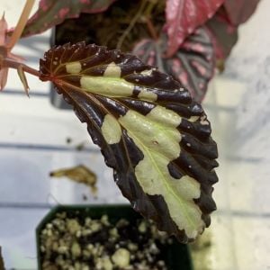 Begonia sp. Mantuk ÖN SİPARİŞ
